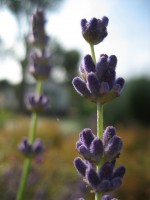 /album/fotogallerij/a2012-08-14-10-42-07-0061-jpg/